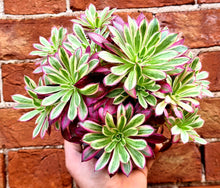 Load image into Gallery viewer, Aeonium 'Firecracker' Variegated