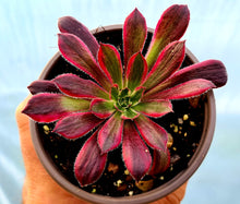 Load image into Gallery viewer, Aeonium 'Peacock'