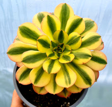 Load image into Gallery viewer, Aeonium 'Verna'