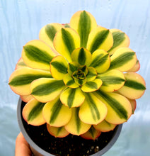 Load image into Gallery viewer, Aeonium 'Verna'