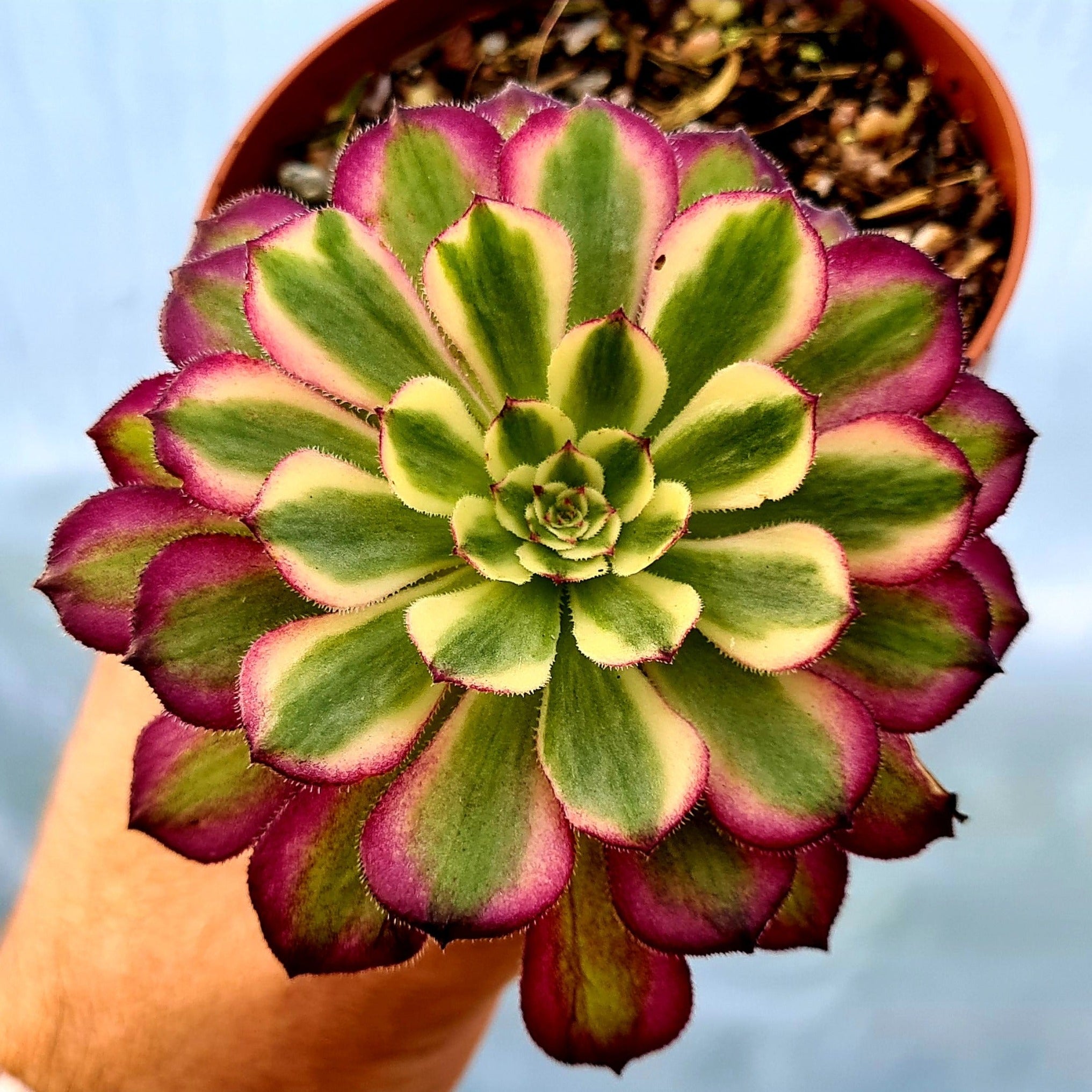 succulent mardi gras Aeonium 'Mardi Gras'