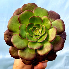Load image into Gallery viewer, Aeonium 'Velour'