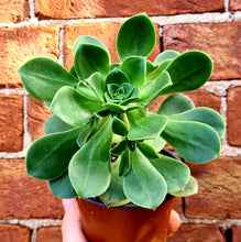 Load image into Gallery viewer, Aeonium 'Saturn'