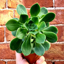 Load image into Gallery viewer, Aeonium 'Saturn'