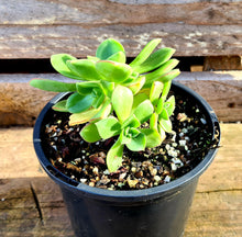 Load image into Gallery viewer, Aeonium haworthii