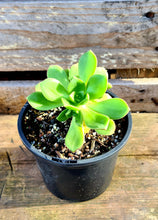 Load image into Gallery viewer, Aeonium haworthii