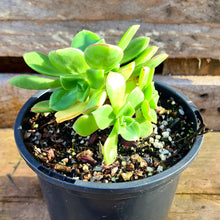 Load image into Gallery viewer, Aeonium haworthii