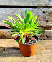 Load image into Gallery viewer, Aeonium 'Logan Rock'