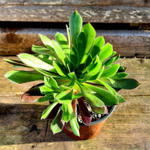 Load image into Gallery viewer, Aeonium 'Logan Rock'