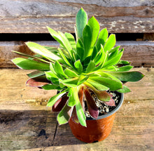 Load image into Gallery viewer, Aeonium 'Logan Rock'