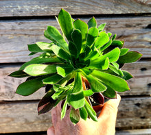 Load image into Gallery viewer, Aeonium 'Logan Rock'