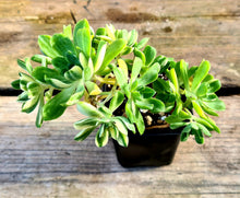 Load image into Gallery viewer, Aeonium 'Suncup'