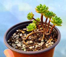 Load image into Gallery viewer, Aeonium sedifolium