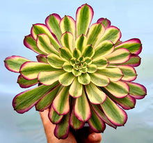 Load image into Gallery viewer, Aeonium 'Venus'