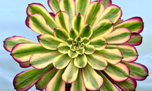 Load image into Gallery viewer, Aeonium 'Venus'