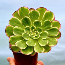 Load image into Gallery viewer, Aeonium 'Hongyan'