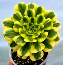 Load image into Gallery viewer, Aeonium 'Gold Emerald'