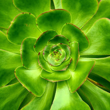 Load image into Gallery viewer, Aeonium 'Cyclops'