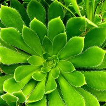 Load image into Gallery viewer, Aeonium 'Phoenix Flame'