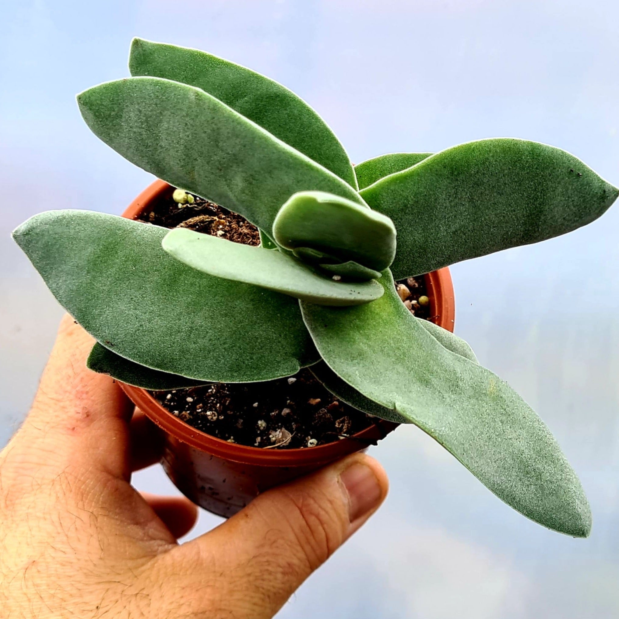 crassula falcata succulent Crassula 'falcata'