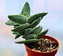 Load image into Gallery viewer, Crassula 'falcata'