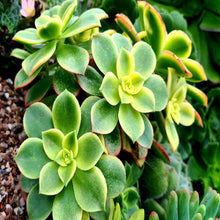 Load image into Gallery viewer, Aeonium 'Kiwi'