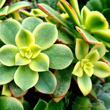 Load image into Gallery viewer, Aeonium 'Kiwi'