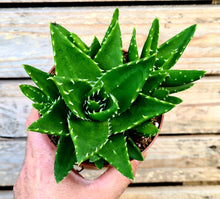 Load image into Gallery viewer, Aloe 'perfoliata'