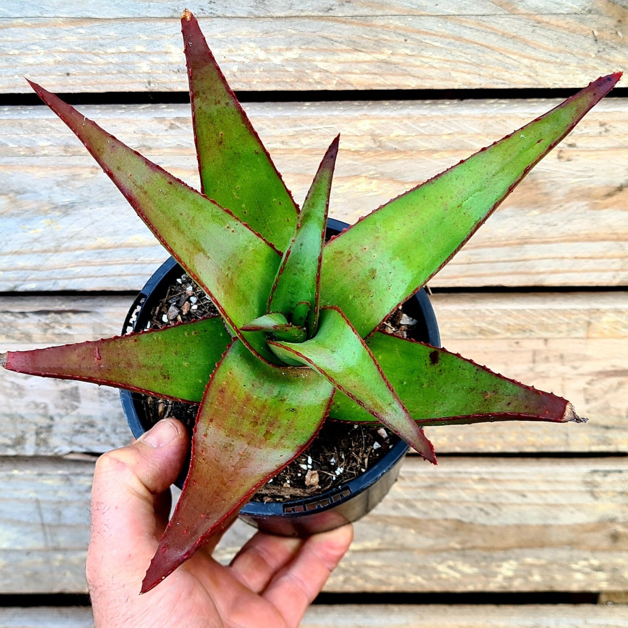 Aloe 'Sparkling Burgundy'