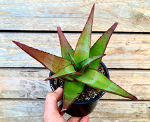 Load image into Gallery viewer, Aloe 'Sparkling Burgundy'