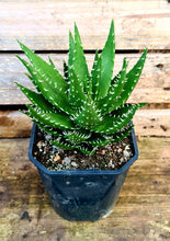 Load image into Gallery viewer, Aloe melanacantha  'Jaws'