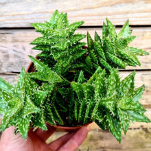 Load image into Gallery viewer, Aloe 'squarrosa'
