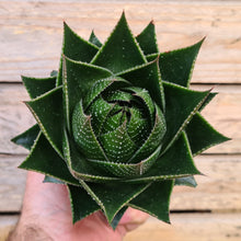 Load image into Gallery viewer, Aloe aristata 'Cosmo'