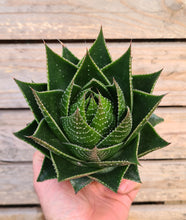 Load image into Gallery viewer, Aloe aristata 'Cosmo'