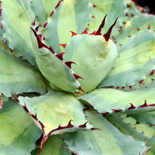 Load image into Gallery viewer, Agave potatorum 'Ikari Raijin Nishiki'