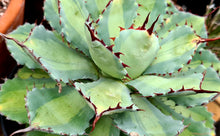 Load image into Gallery viewer, Agave potatorum 'Ikari Raijin Nishiki'