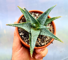 Load image into Gallery viewer, Aloe 'Papa Woody'