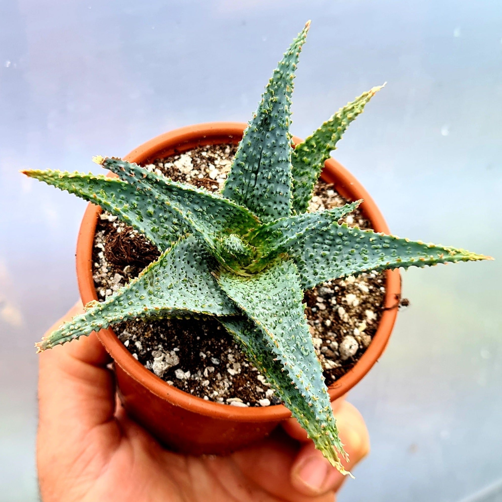 woody succulent Aloe 'Papa Woody'