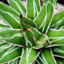 Load image into Gallery viewer, Agave victoriae-reginae