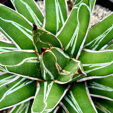Load image into Gallery viewer, Agave victoriae-reginae