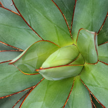 Load image into Gallery viewer, Agave 'Blue Glow'