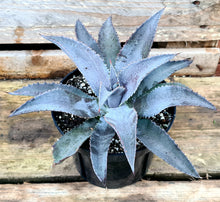 Load image into Gallery viewer, Mangave 'Silver Fox'