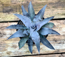 Load image into Gallery viewer, Mangave 'Silver Fox'