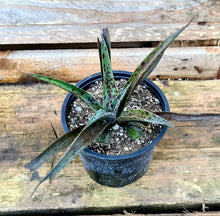 Load image into Gallery viewer, Mangave 'Pineapple Express'