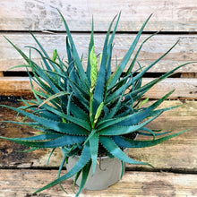 Load image into Gallery viewer, Aloe 'Safari Sunrise'