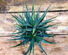 Load image into Gallery viewer, Aloe 'Safari Sunrise'