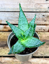 Load image into Gallery viewer, Aloe 'Ferox'