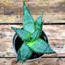 Load image into Gallery viewer, Aloe 'Ferox'