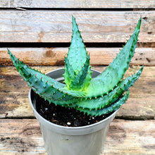 Load image into Gallery viewer, Aloe 'Ferox'