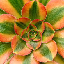 Load image into Gallery viewer, Aeonium 'Verna'